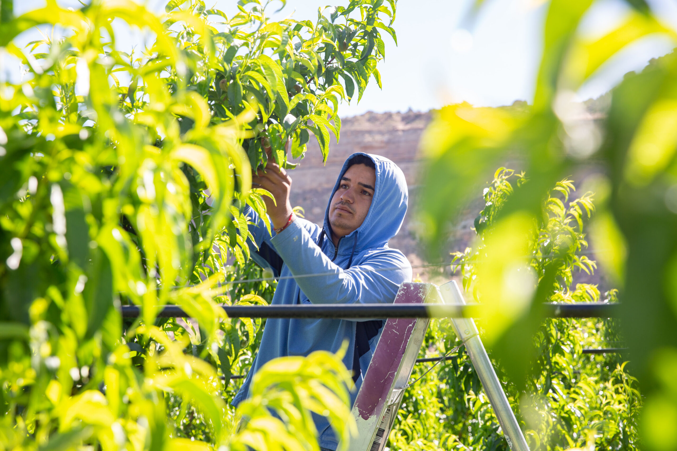 Brayan Fabian Harvesting at Ranch Durazno in Palisade.